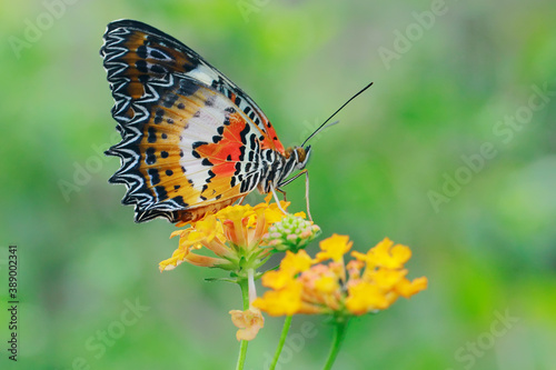 A butterfly is looking for honey in lamtana flowers.