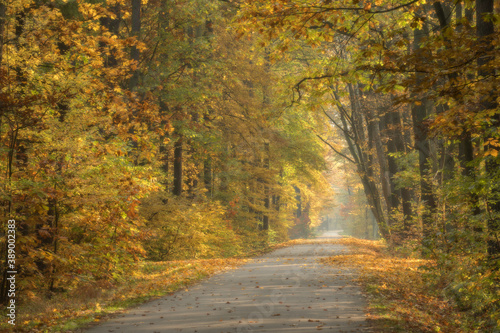 Jesienna leśna droga
