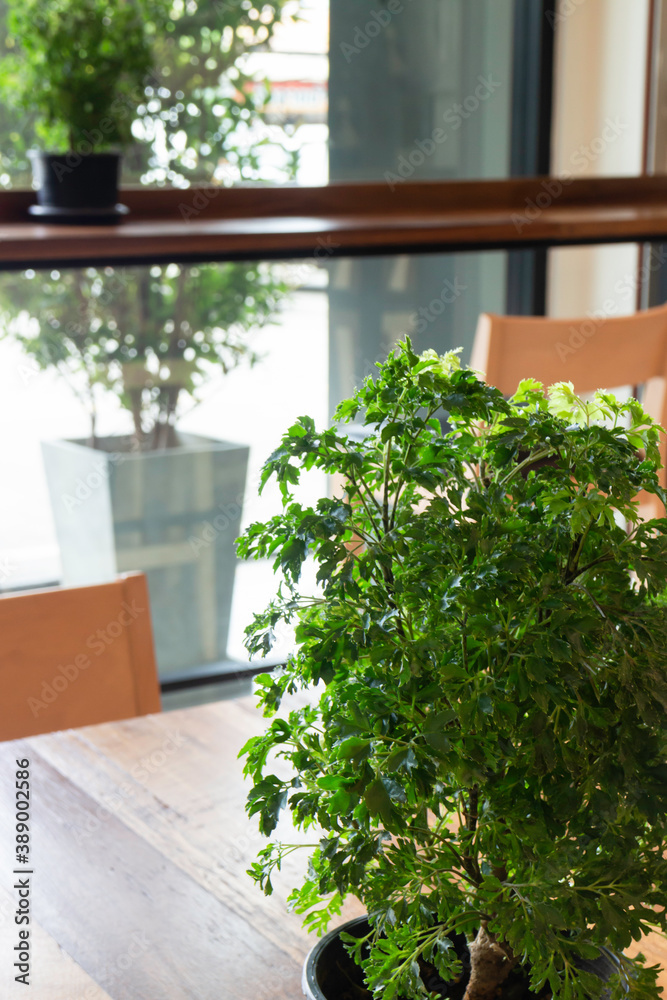 Green plants feel fresh surroundings, stock photo