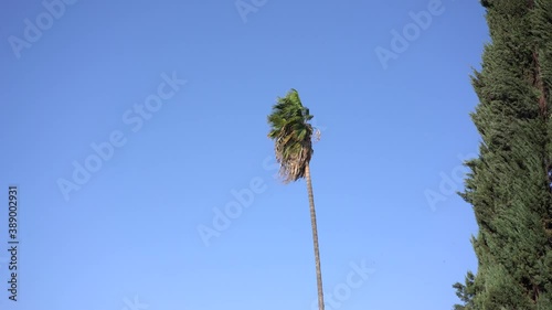 palm tree blowing in strong windy conditions photo