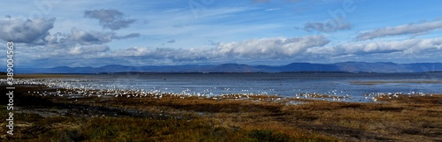 The arrival of snow geese in Montmagny