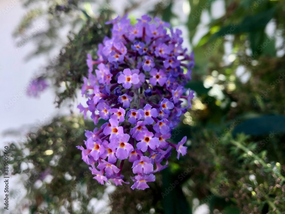 Obraz premium Beautiful purple summer flower