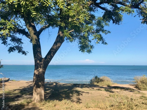 Fototapeta Naklejka Na Ścianę i Meble -  Lonely tree on the seashore in Odessa, Ukraine