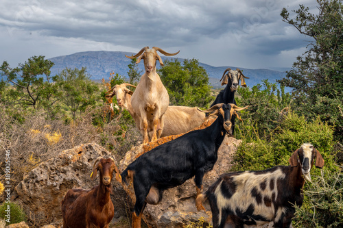 Fascinating encounters with goat herds on the back roads of the Peloponnese Peninsula, Greece photo