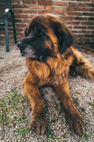 Healthy male leonberger dog in outdoor environment