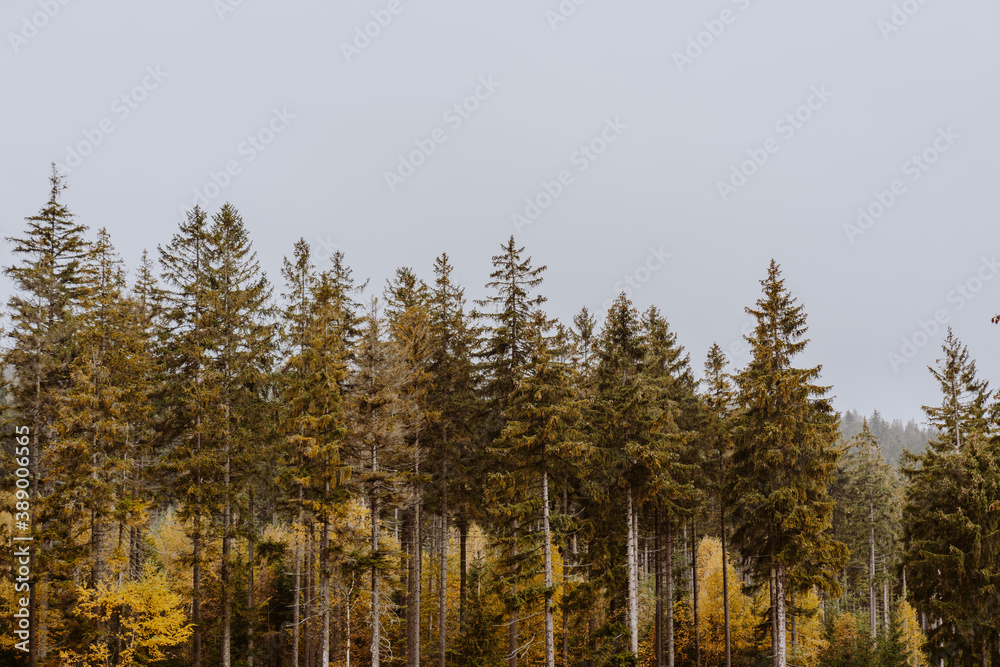 Herbstaufnahmen aus Wäldern von der Wanderung Herbstaufnahmen aus Wäldern von der Wanderung