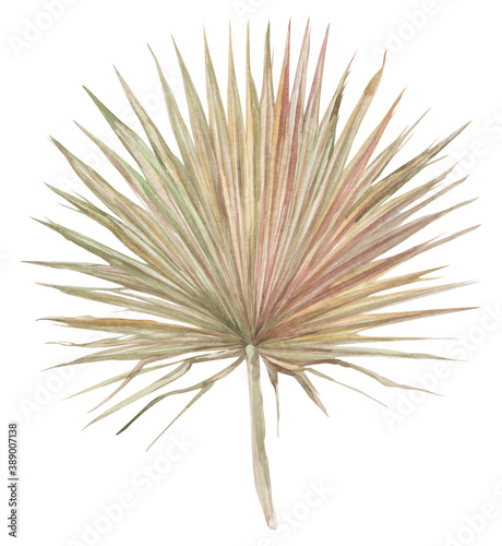 dry palm leaf painted with watercolor dried flowers isolated on white background