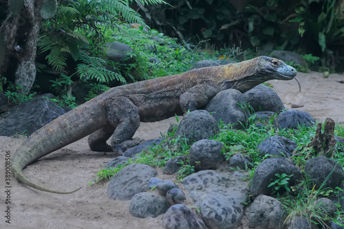 A Komodo dragon (Varanus komodoensis) is sunbathing before starting its daily activities. © I Wayan Sumatika