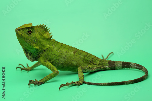 Body gesture of a frest dragon (Gonocephalus chamaeleontinus) who is ready to attack the intruding animals that enter its territory. photo