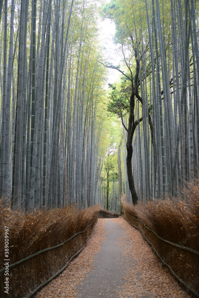 Fototapeta premium Bamboo grove road-12