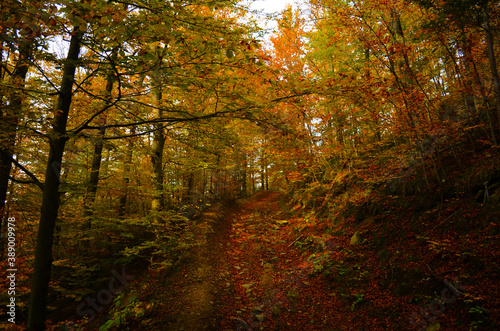 Autumn. Fall. Autumnal Park. Autumn Trees and Leaves