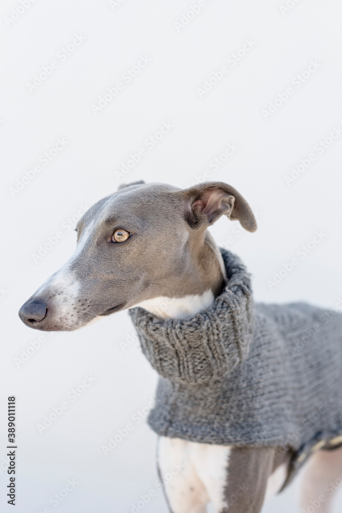 A whippet in a gray jacket