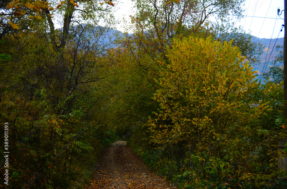 Autumn. Fall. Autumnal Park. Autumn Trees and Leaves Autumn. Fall. Autumnal Park. Autumn Trees and Leaves