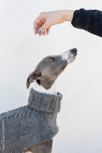 A whippet in a gray jacket