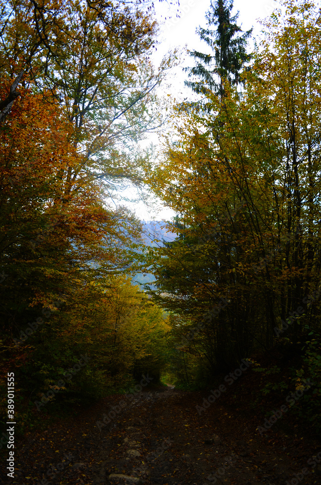 Autumn. Fall. Autumnal Park. Autumn Trees and Leaves Autumn. Fall. Autumnal Park. Autumn Trees and Leaves