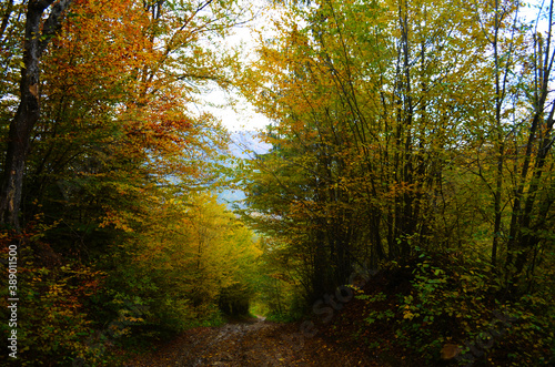 Autumn. Fall. Autumnal Park. Autumn Trees and Leaves