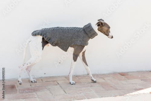 A whippet in a gray jacket