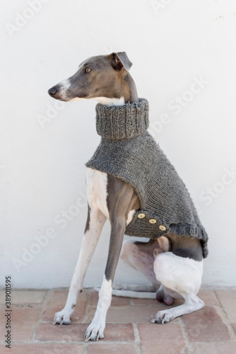 A whippet in a gray jacket