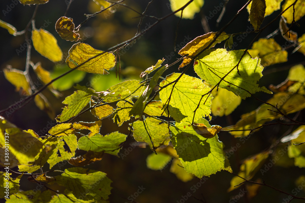 Obraz premium yellow leaves on a tree