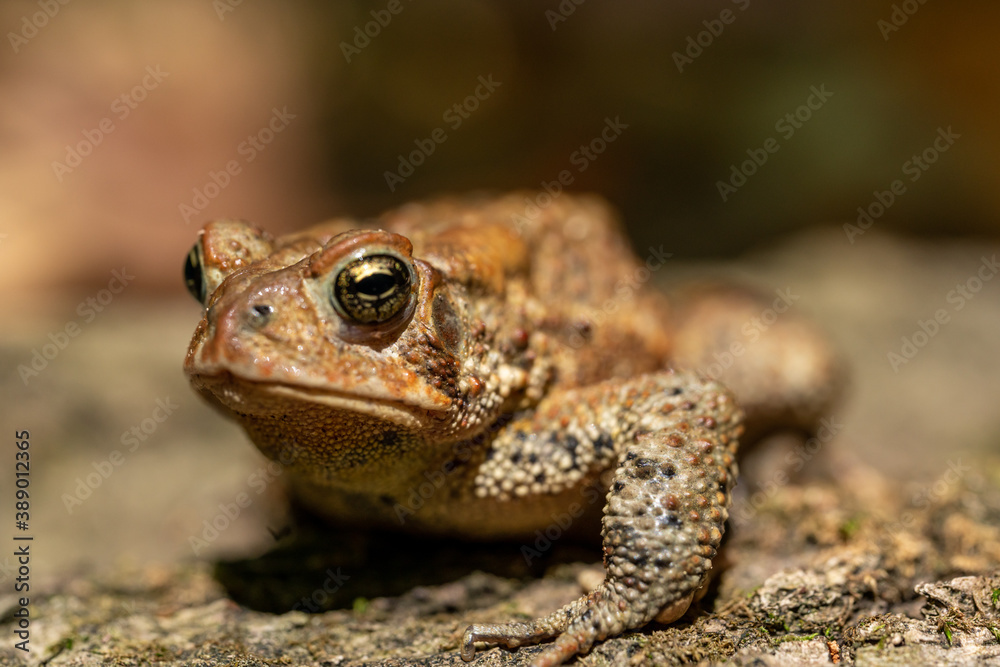 Closeup of brown toad on a rock Closeup of brown toad on a rock