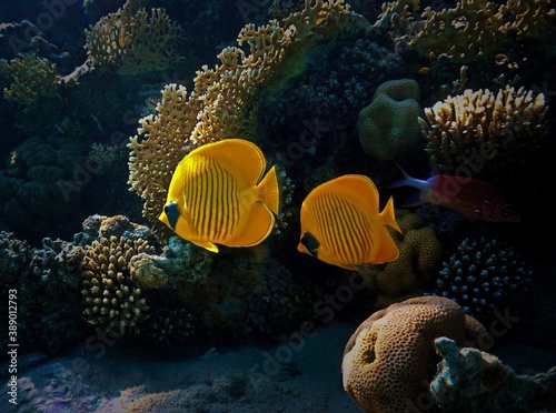Yellow Butterfly Fish 