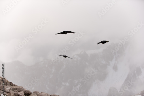 gracchio alpino in volo alla ricerca di cibo in una fredda mattinata autunnale sulle dolomiti photo