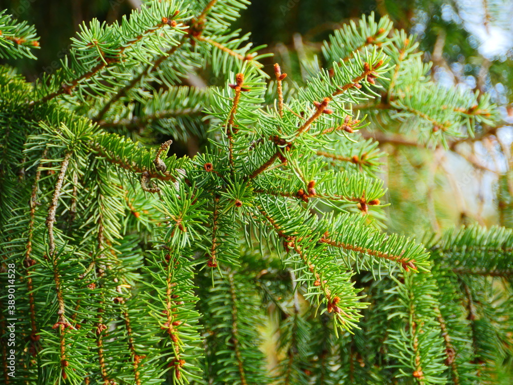 spruce branch with green coniferous needles swinging close-up spruce branch with green coniferous needles swinging close-up