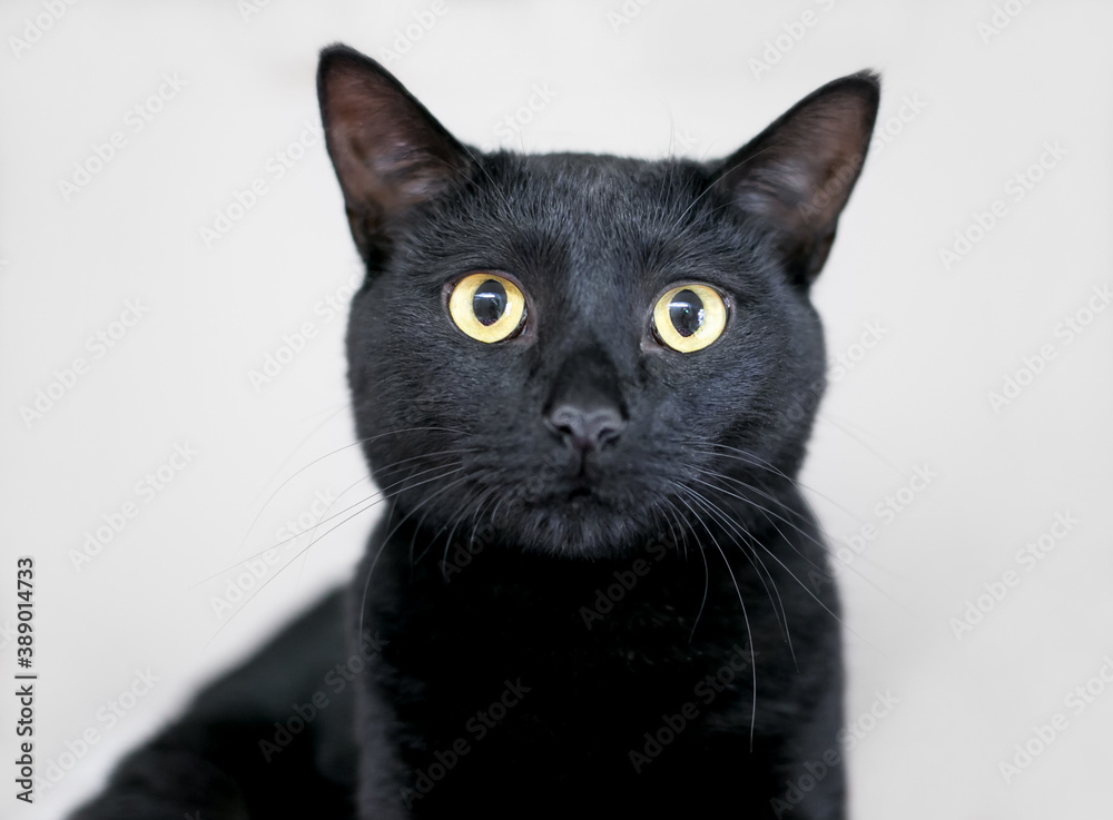 A black shorthair cat with yellow eyes
