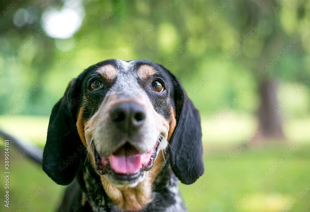 A Bluetick Coonhound dog with a happy expression A Bluetick Coonhound dog with a happy expression