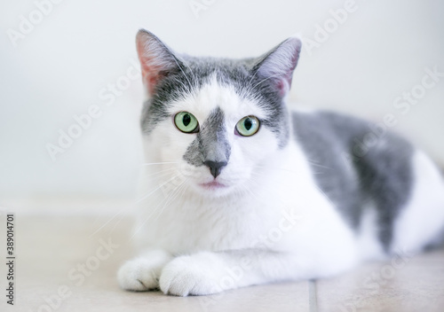 A gray and white shorthair cat with green eyes