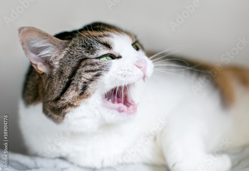 An angry calico tabby shorthair cat hissing