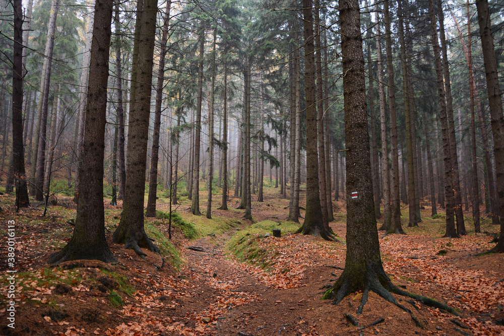 Path inside foggy forest. Coniferous forest in Czech Republic. Lusatian Mountains, Czech Republic. Late autumn in european forest. Hiking trail in nature. Path inside foggy forest. Coniferous forest in Czech Republic. Lusatian Mountains, Czech Republic. Late autumn in european forest. Hiking trail in nature.