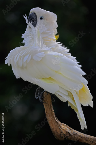 A cockatoo is developing its white whistling feathers.