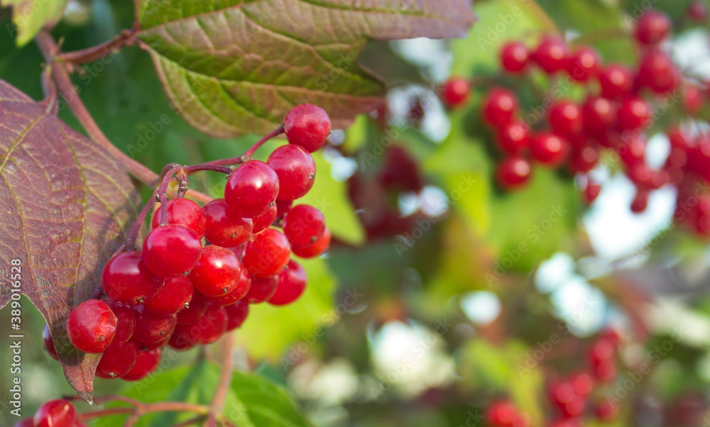 Viburnum (viburnum opulus) berries and leaves outdoor in autumn fall. Bunch of red viburnum berries on a branch. Red viburnum vulgaris branch in the garden