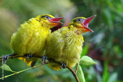 Photography Two Black Naped Oriole (Oriolus chinensis) are perched on wild plant branches