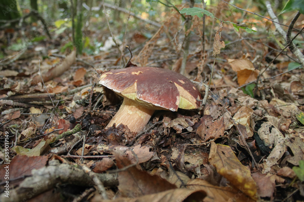 Cèpes Cèpes