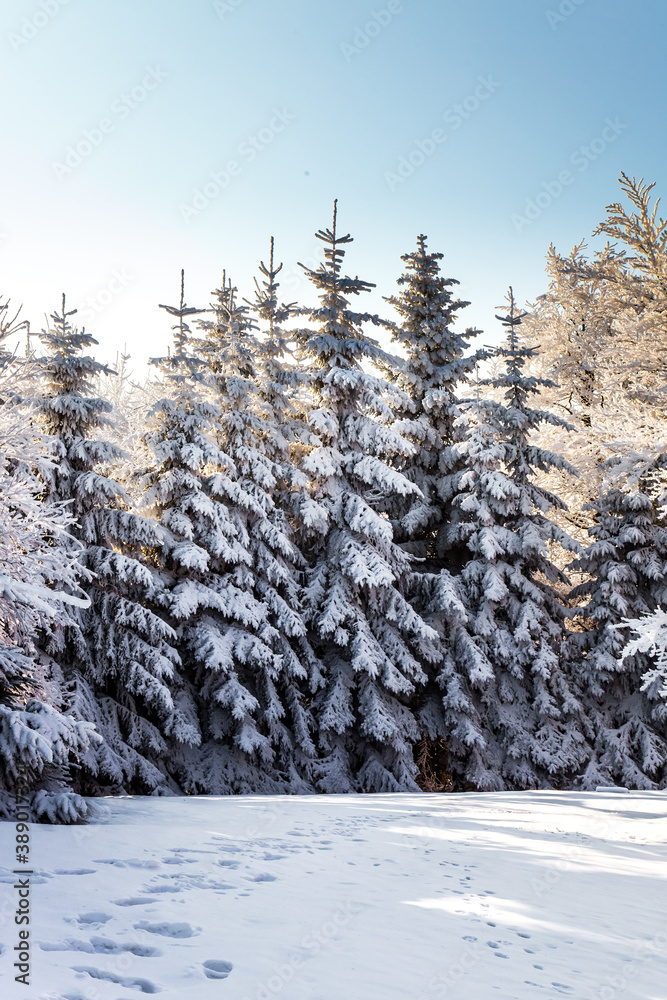 Obraz premium Christmas is coming