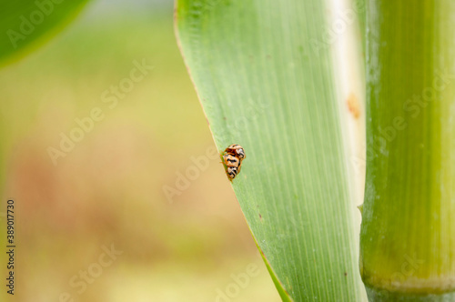 Ladybugs are mating on leaves.