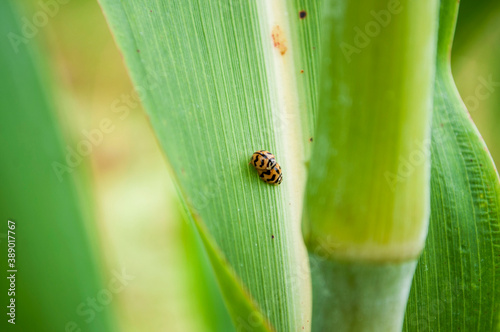 Ladybugs are mating on leaves. © Albert