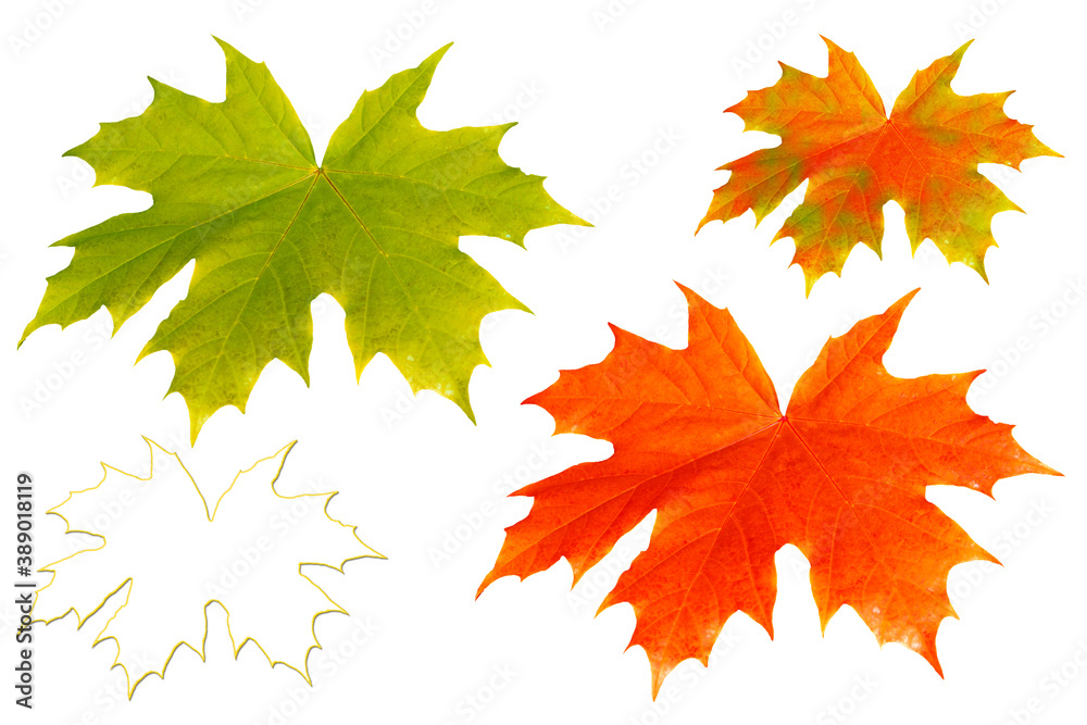 Bright colorful autumn leaves Bright colorful autumn leaves