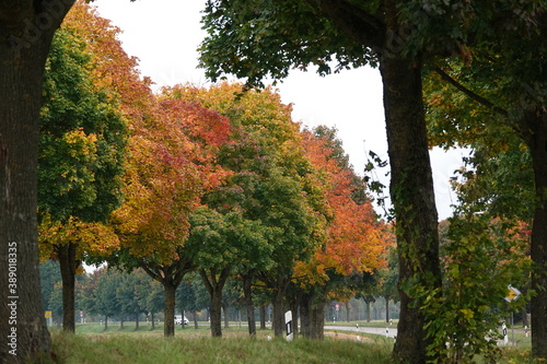 Herbst Bäume / Autumn trees