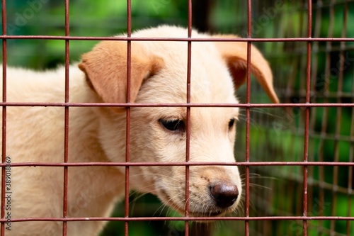 Cream color cute puppy in the cage
