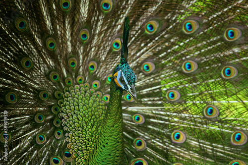 A peacock with beautiful feathers.