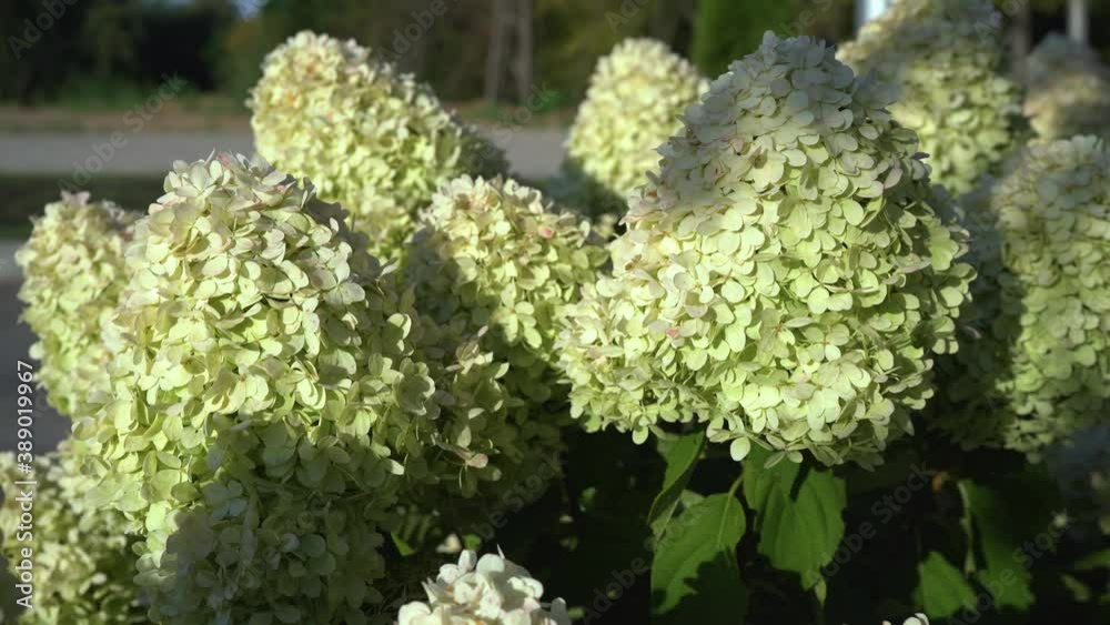 Beautiful white-green flowers of hydrangea paniculata in the sunbeams close-up.Flowering bushes in a summer garden. 4K. Beautiful white-green flowers of hydrangea paniculata in the sunbeams close-up.Flowering bushes in a summer garden. 4K.