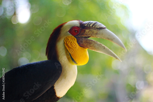A hornbill (Bucerotidae sp) is perched on a dry wood branch.