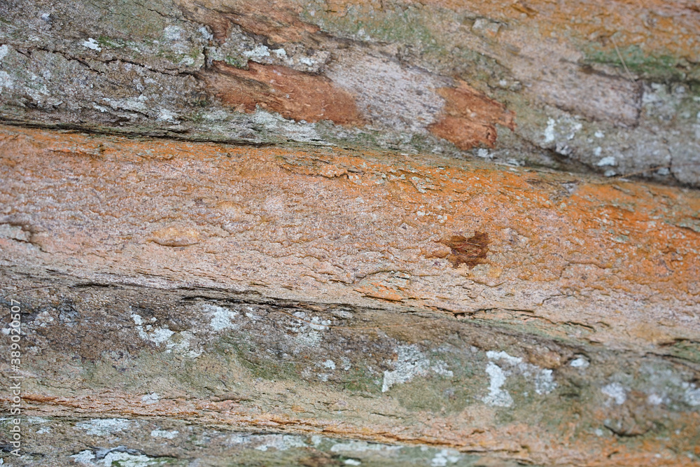 Tree bark background. Wooden texture for overlay. Tree bark background. Wooden texture for overlay.