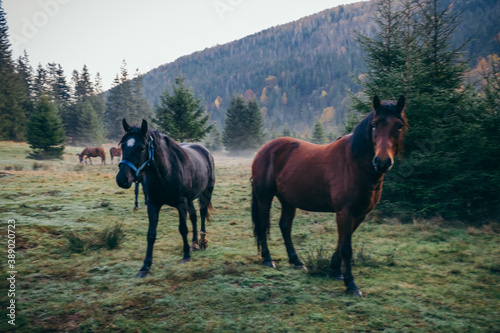 A brown horse standing on top of a grass covered field