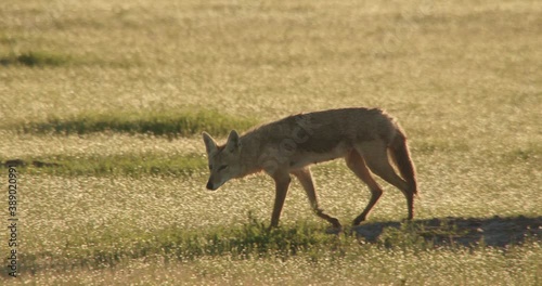 Footage of coyote on prairie, South Dakota, USA photo