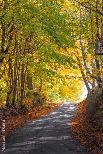 Road in the autumn forest. Scenery. © PRUSSIA ART
