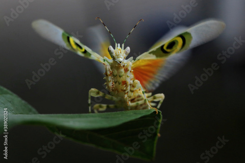 A spiny flower mantis (Pseudocreobotra wahlbergii) is flapping its beautiful wings to chase away predators. photo